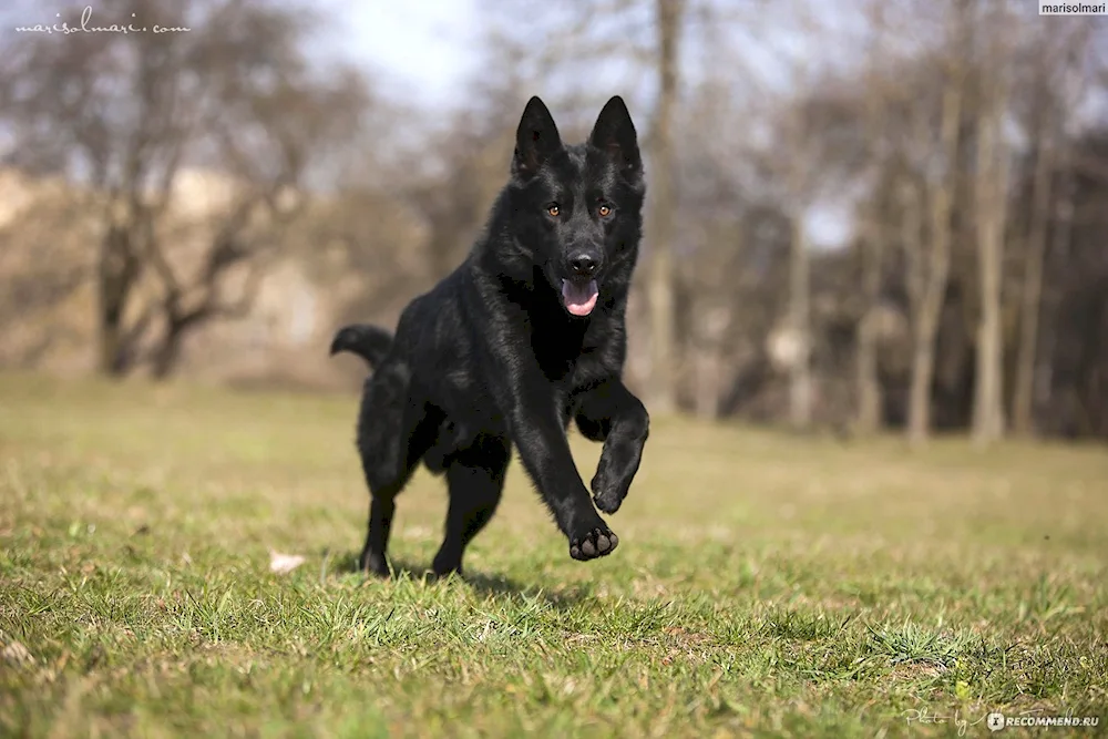 German shepherd black