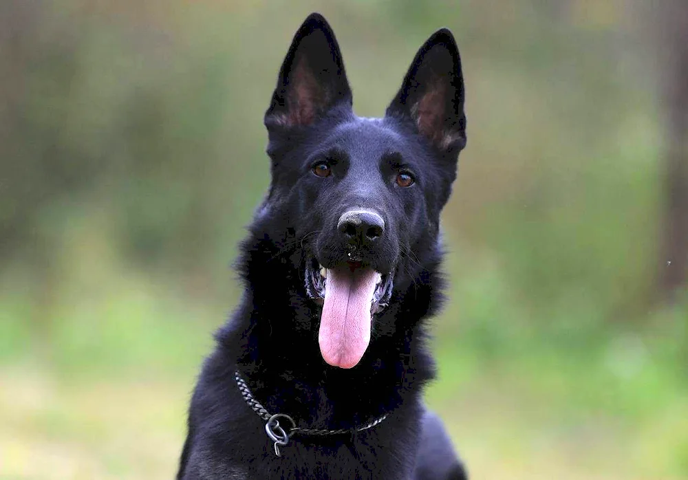 Eastern European shepherd black. European Shepherd Dog black