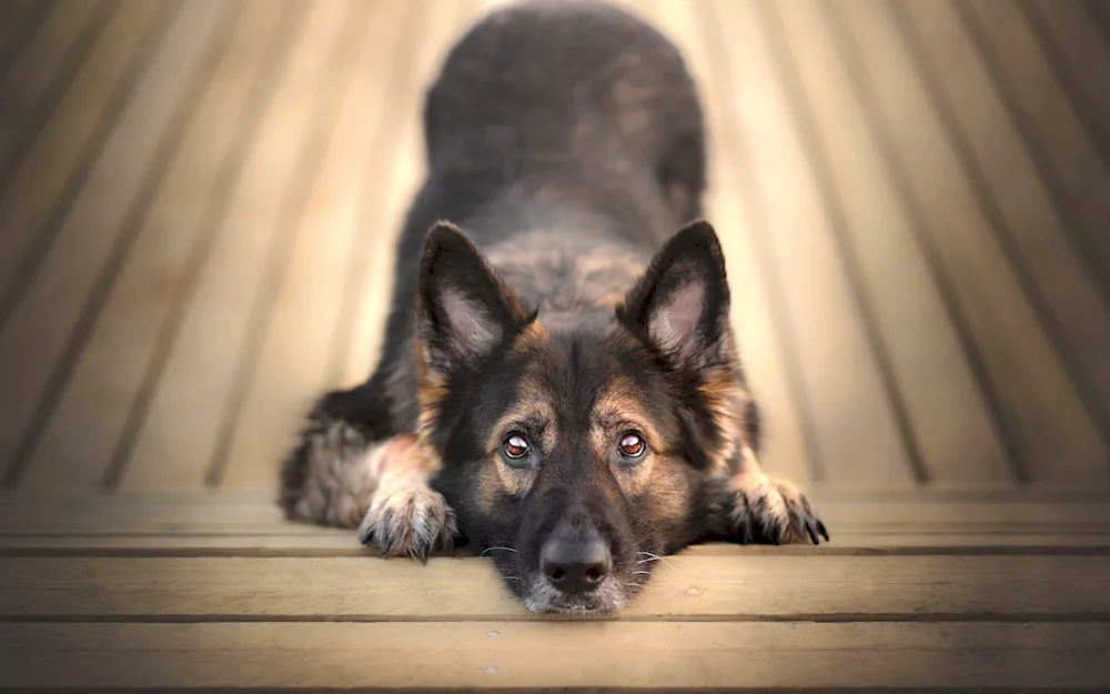 Long-haired Shepherd