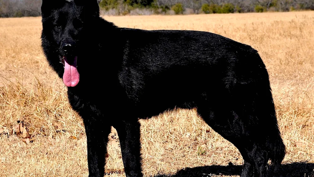 German Shepherd Black