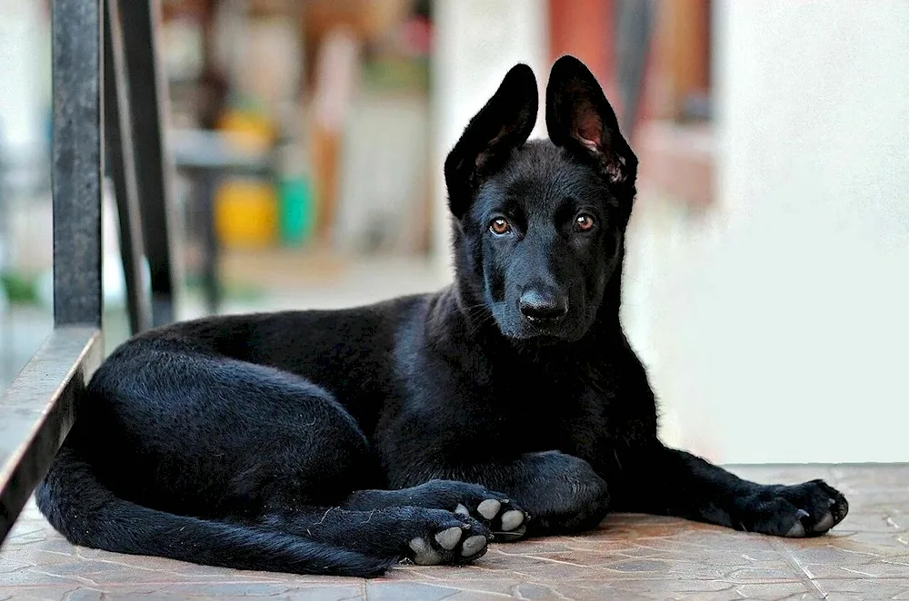 German Shepherd Black