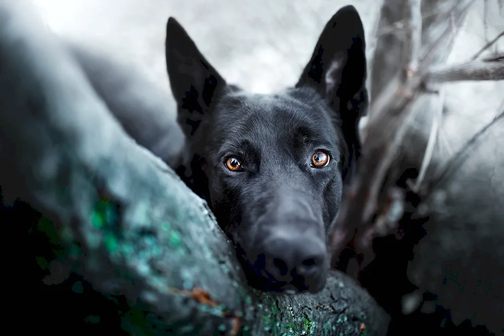 German Shepherd Black