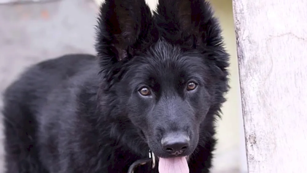 German Shepherd Black