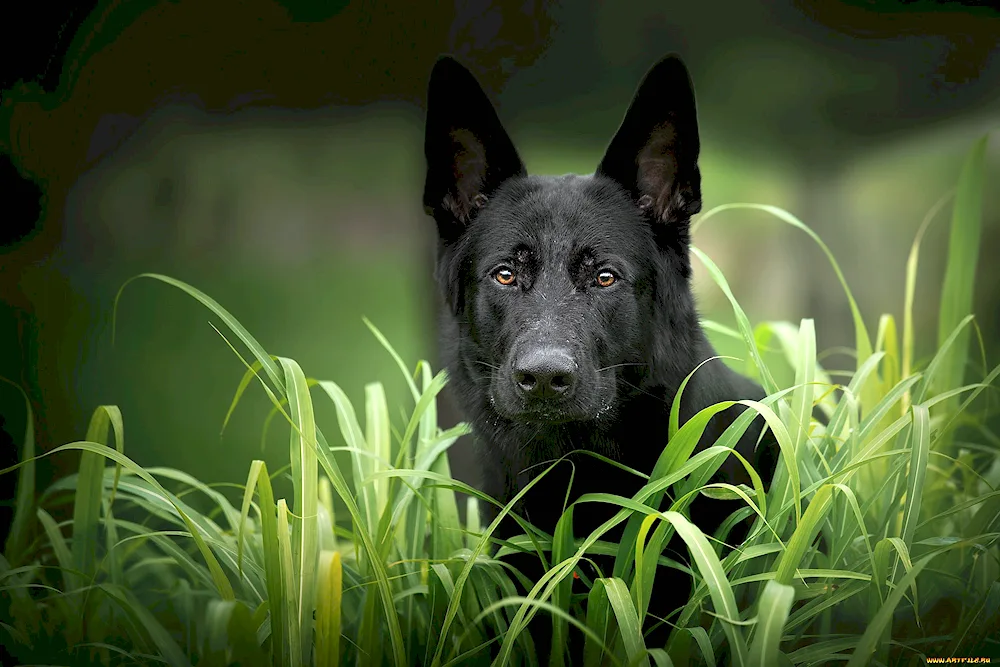 German Shepherd Black