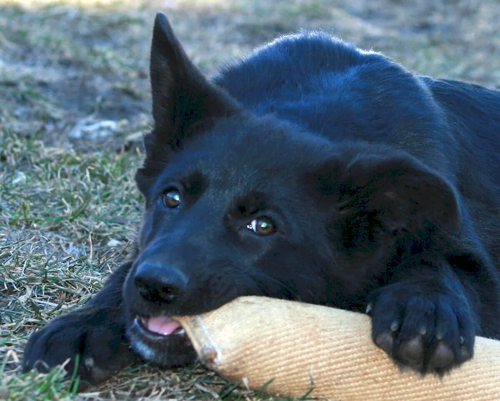 German Shepherd Black