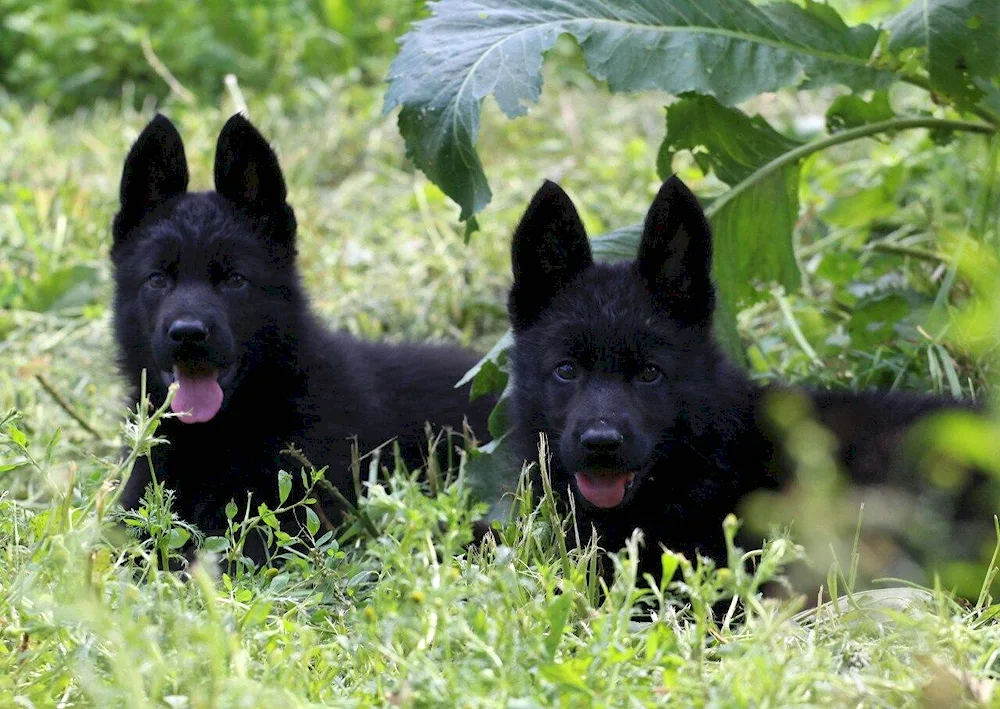 Eastern European Shepherd Black European Shepherd Shepherd Black