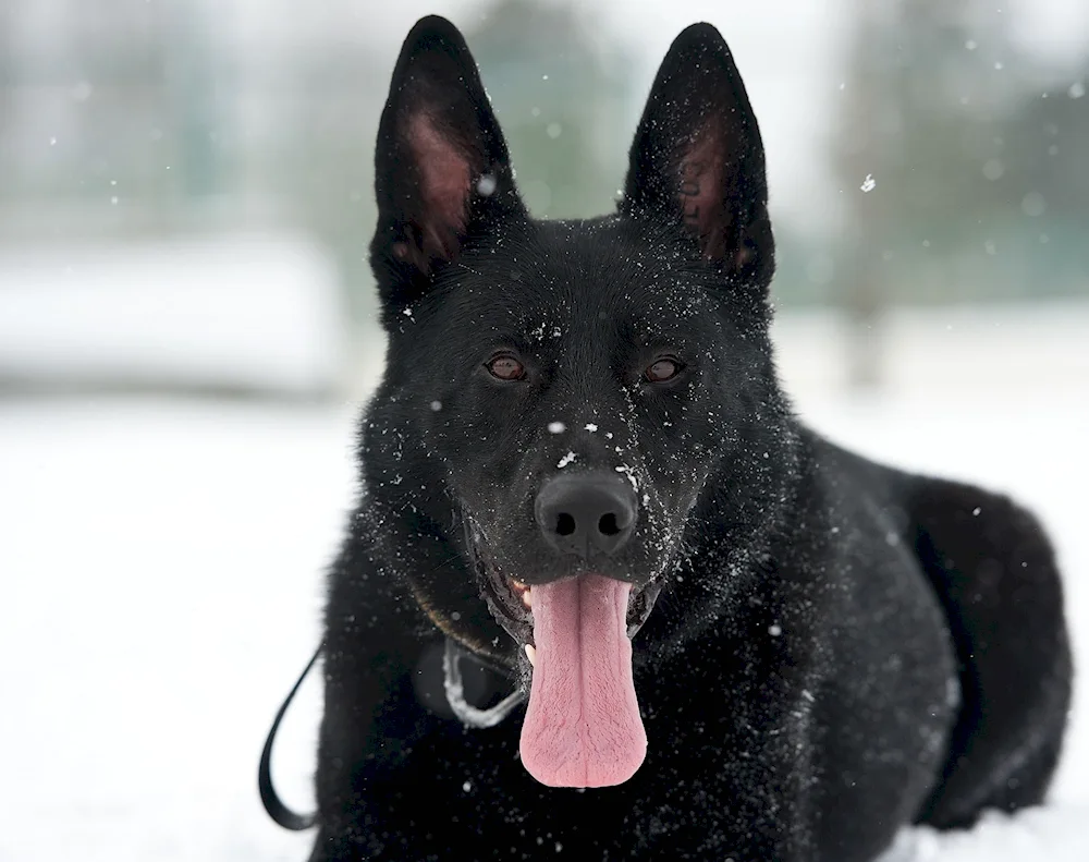 German Shepherd Black Smoothhair