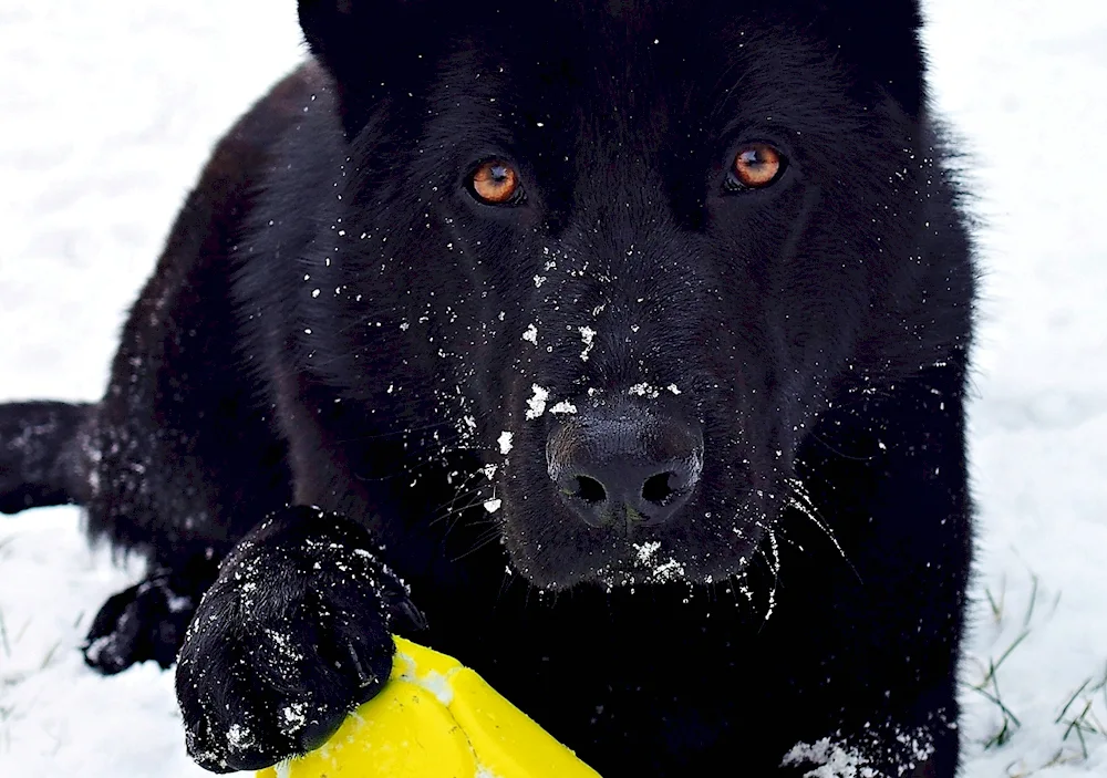 German Shepherd Black