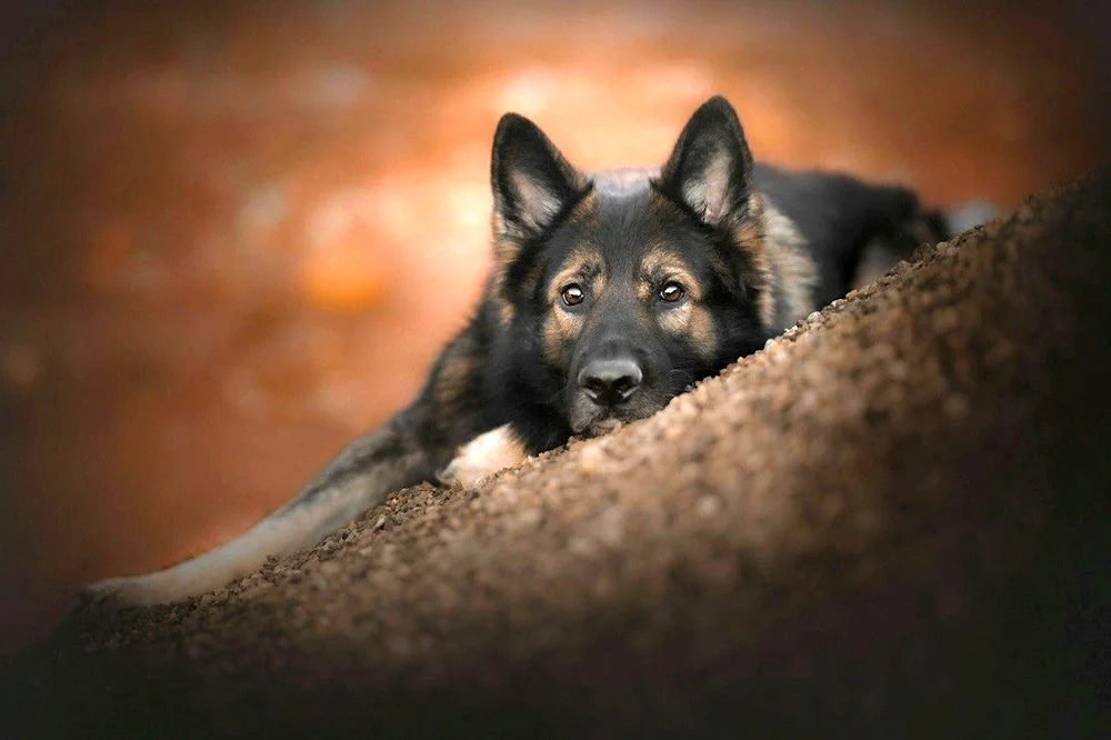 German Shepherd Dog black