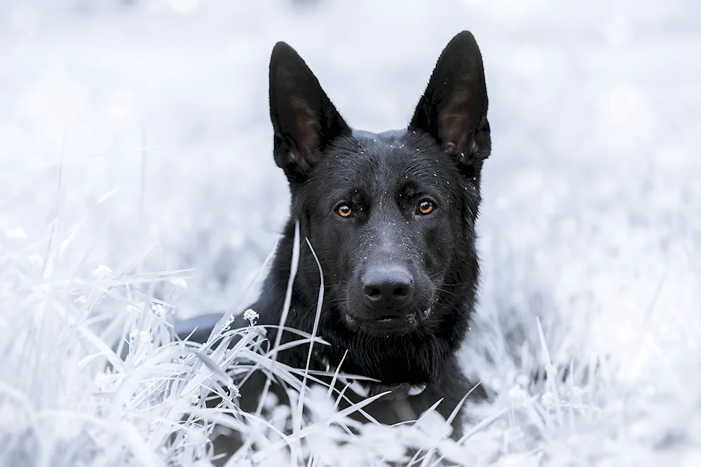 Belgian Shepherd Dog grunendal