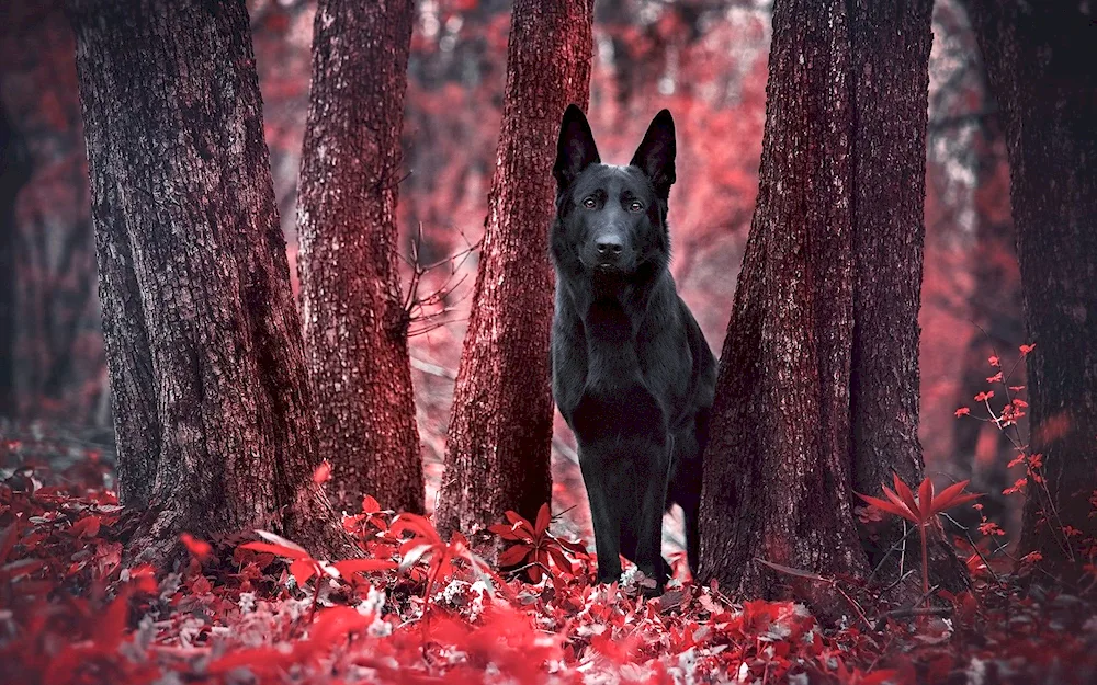 German Shepherd Dog black