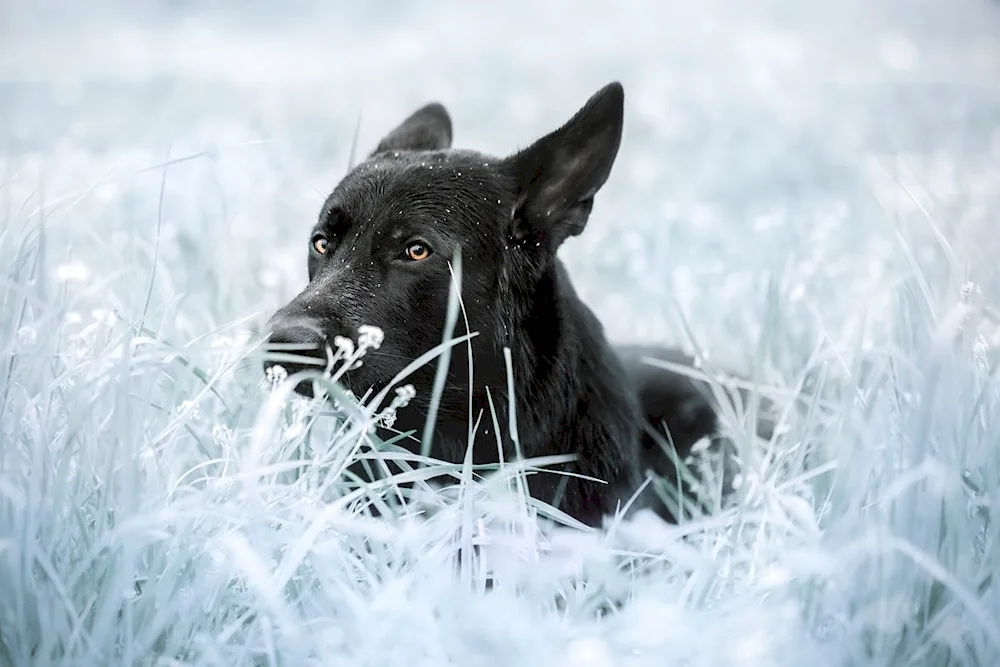 Black German shepherd dog barking