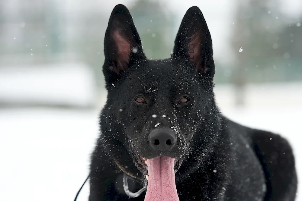 Eastern European Shepherd Black