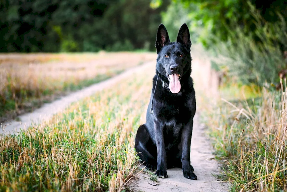 Eastern European Shepherd Black