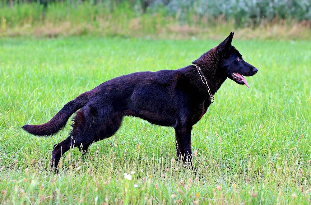 Eastern European Shepherd Black