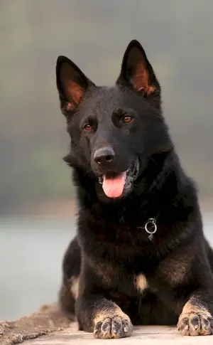 German Shepherd Black