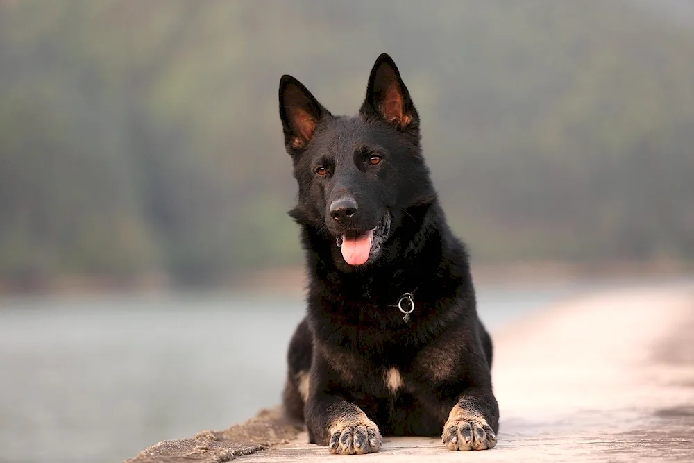 German Shepherd Black