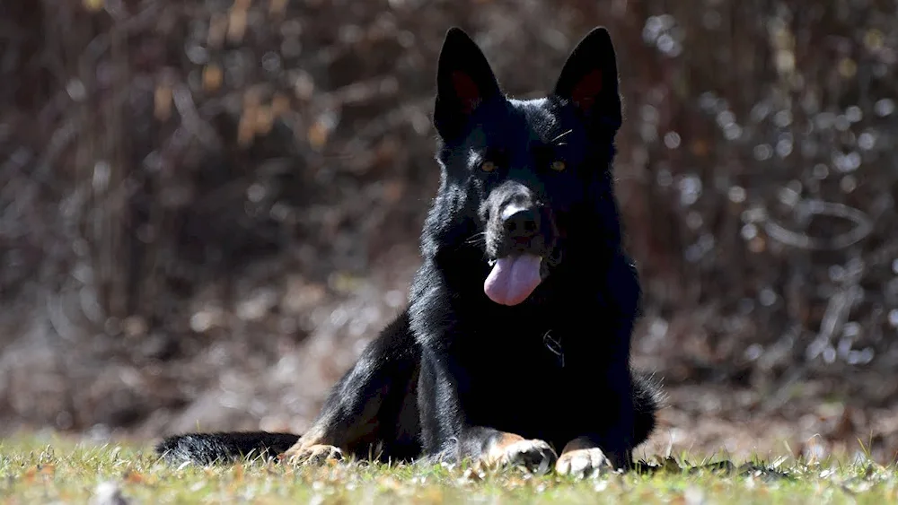 German Shepherd black