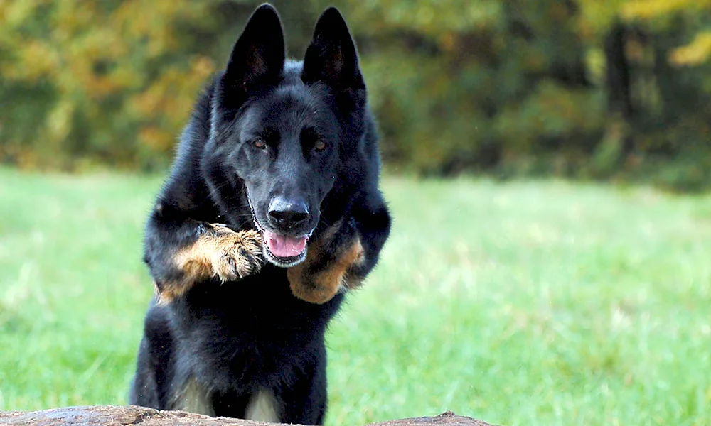 Belgian Shepherd black smooth-haired