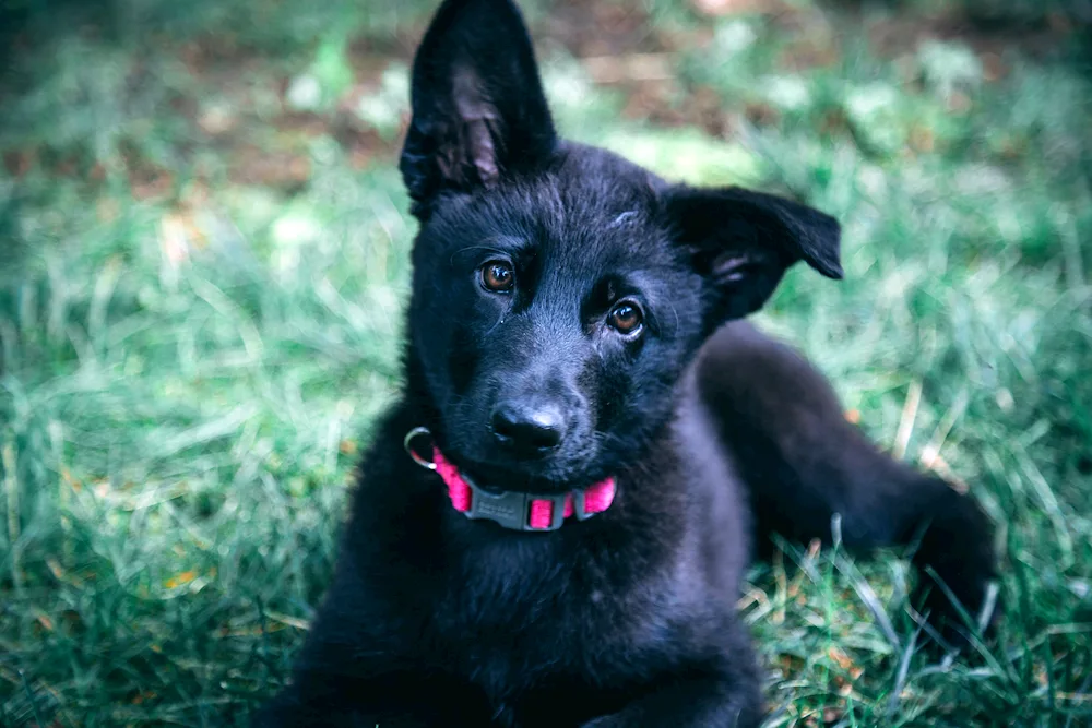 German shepherd black black