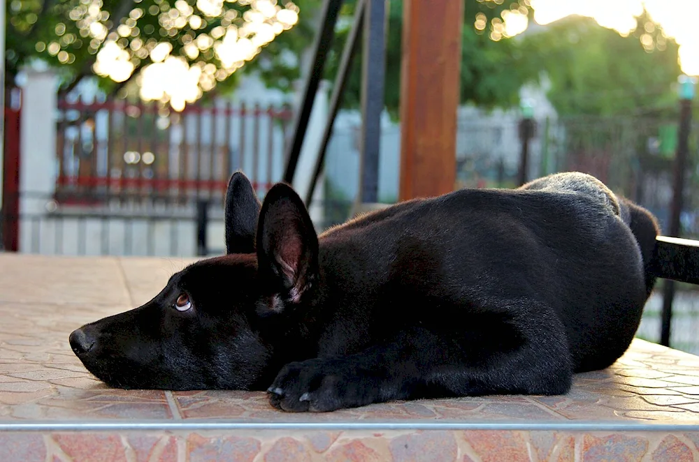 German shepherd black