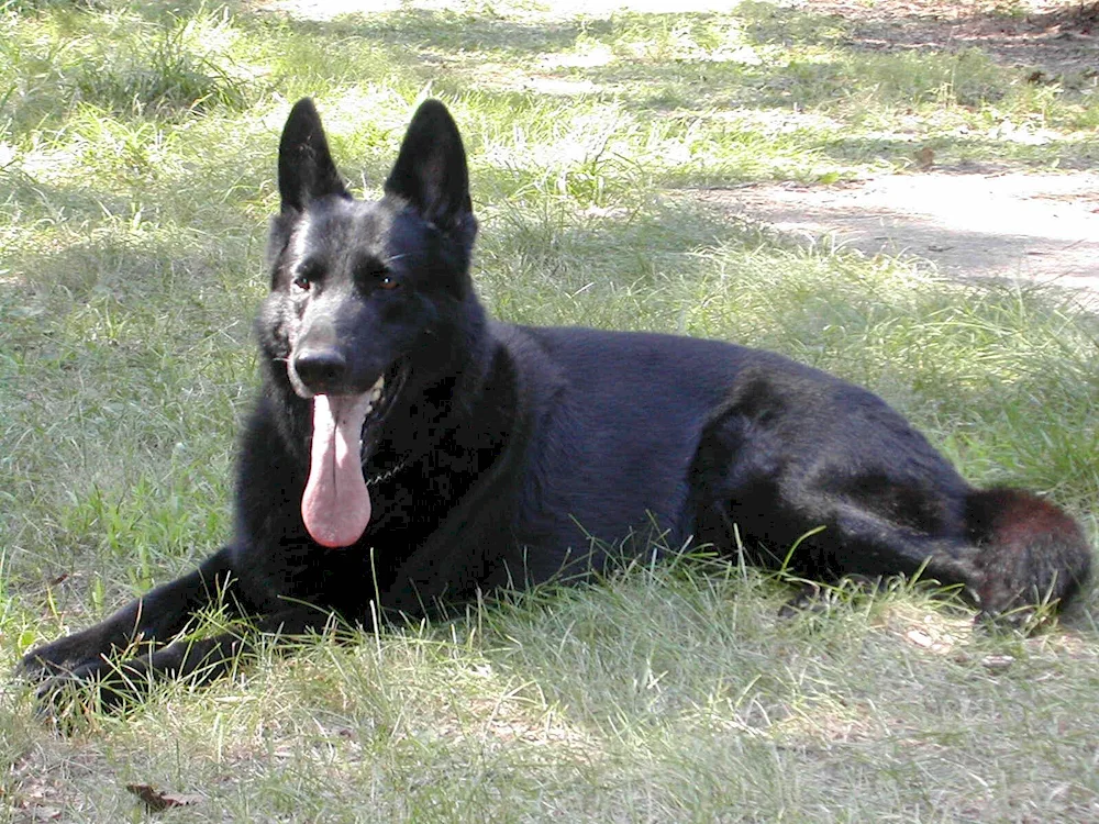 German shepherd black