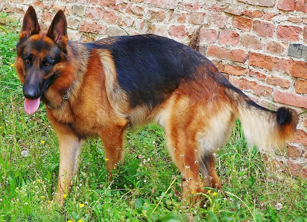 Purebred German Shepherd