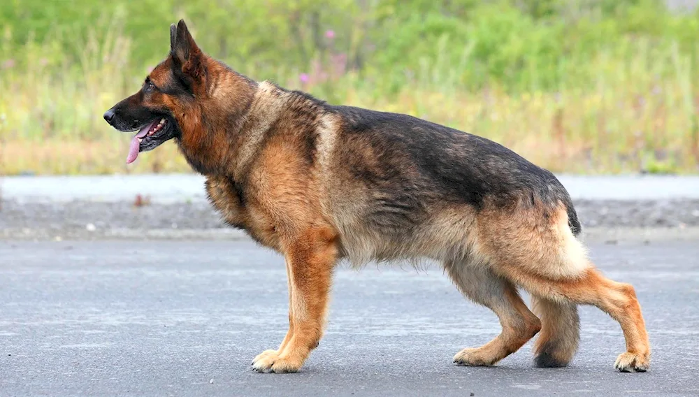 Austrian German Shepherd