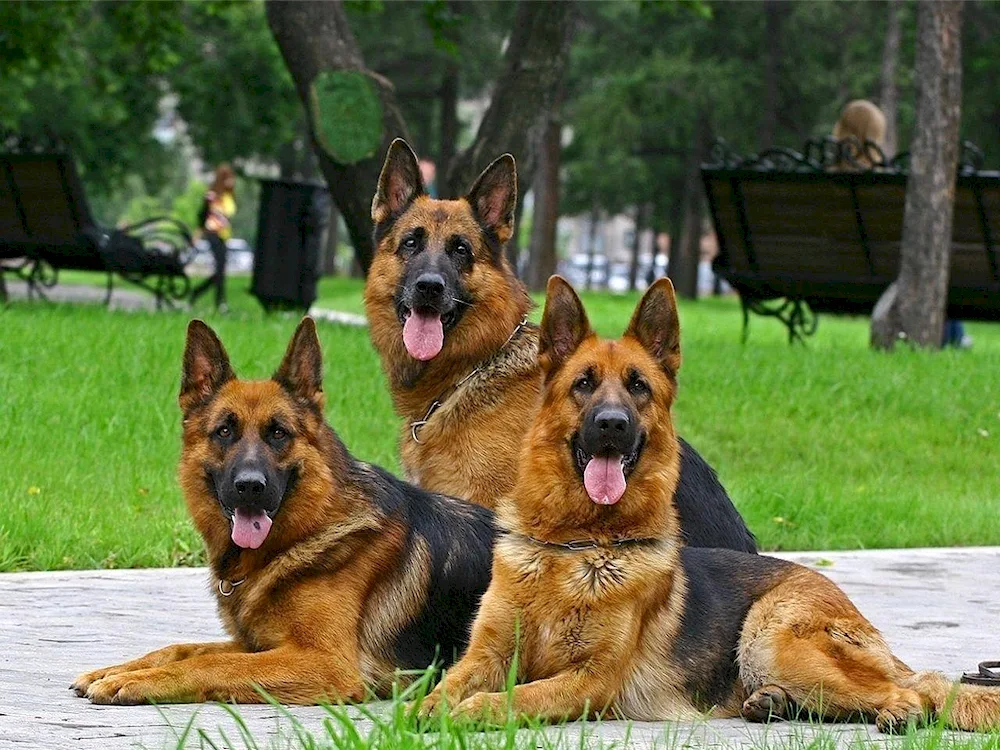 Dog German Shepherd