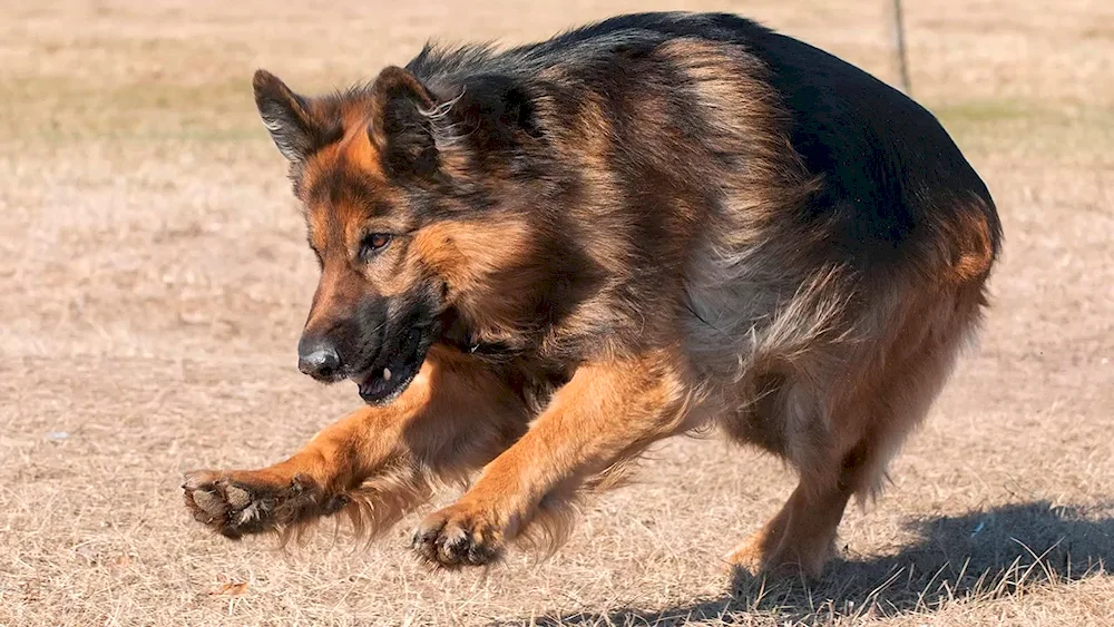 German Shepherd exterior