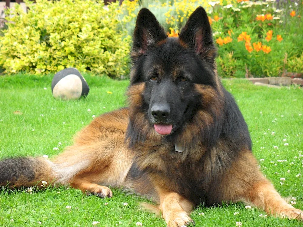 Dog German Shepherd