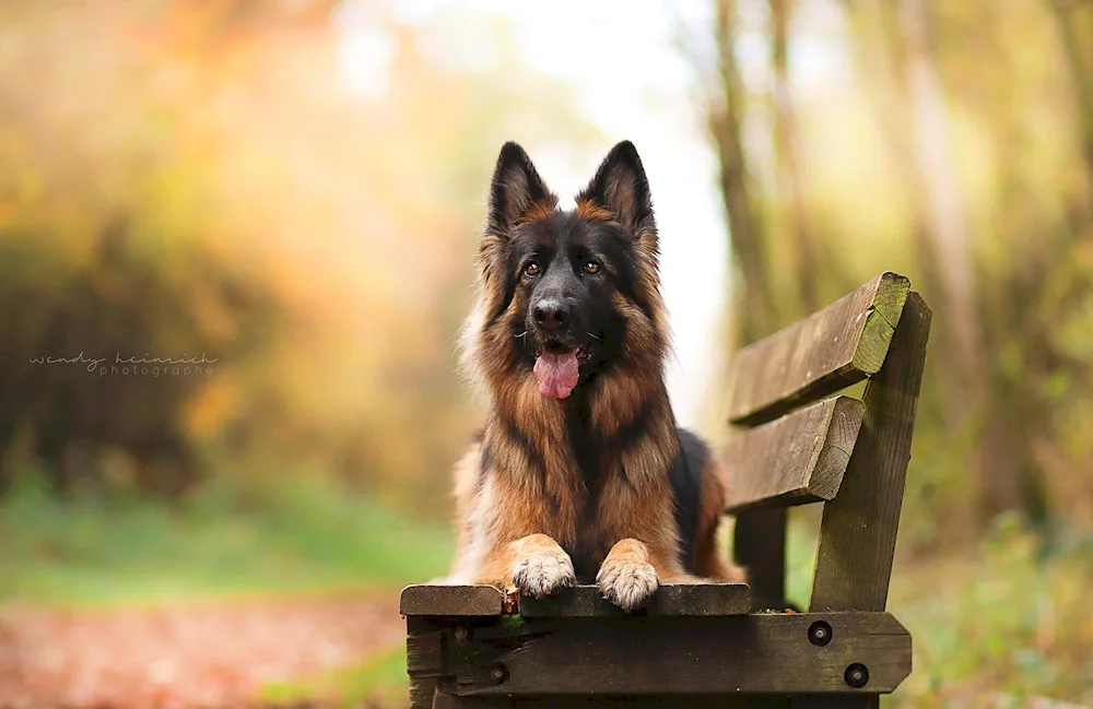 German Shepherd long-haired