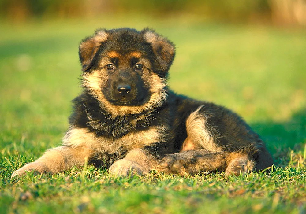 Long-haired German Shepherd Dog