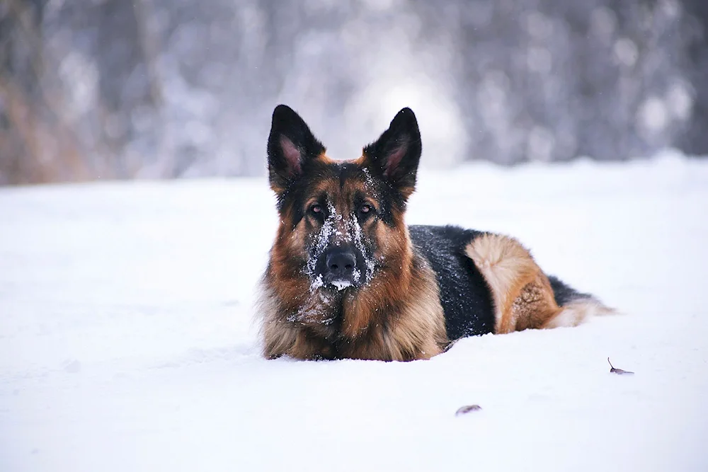 German Shepherd black