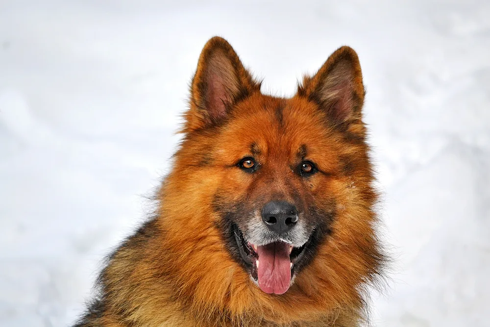 Belgian Malinois