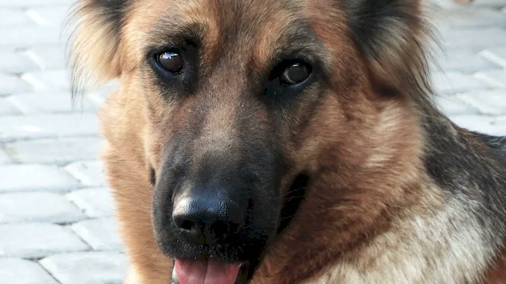 German shepherd mongrel red