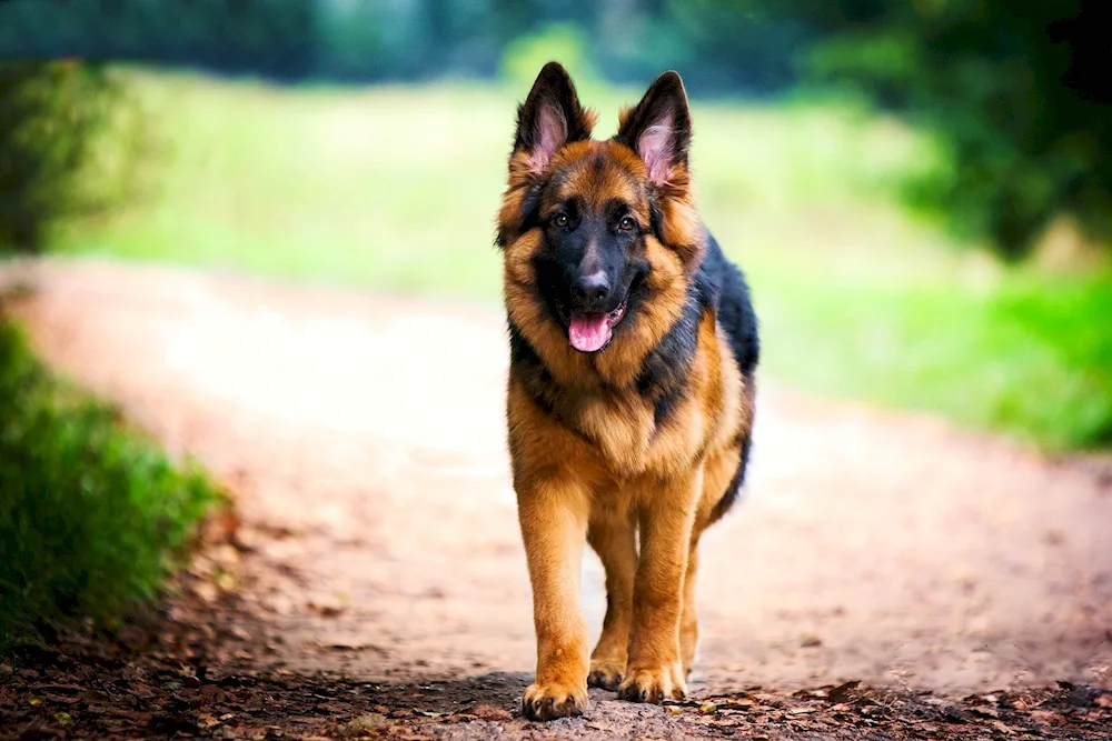 German Shepherd dog breeds