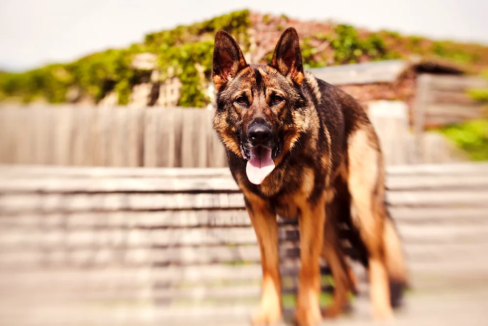 German Shepherd dog barking