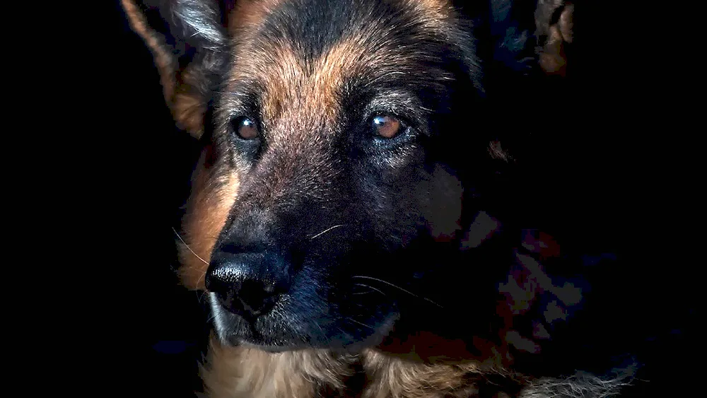 German Shepherd long-haired dog