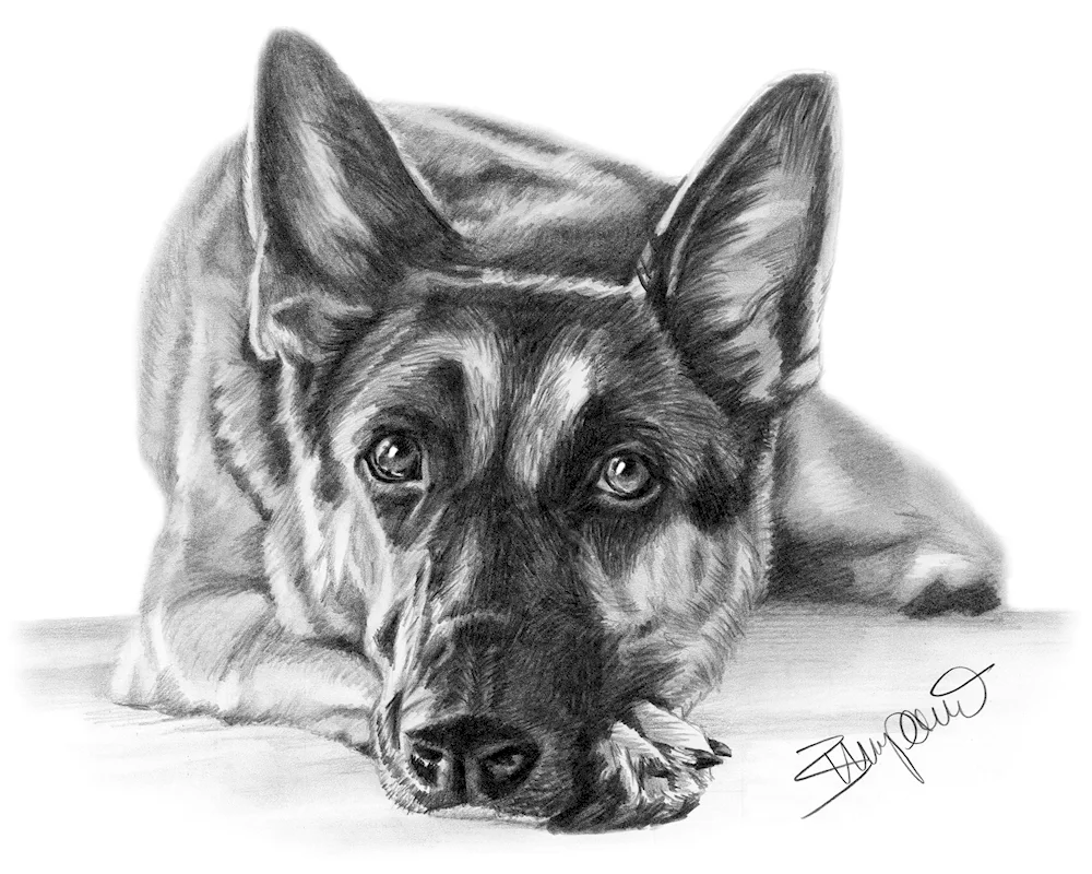 Shepherd drawing