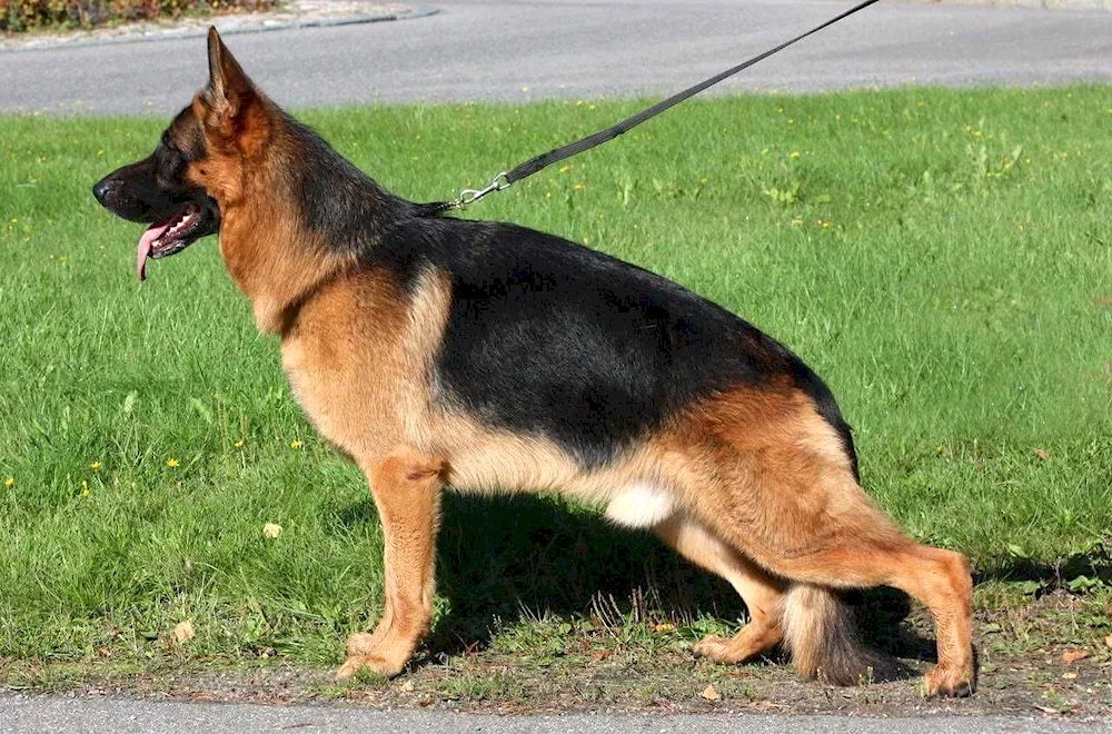 German Shepherd Short-haired