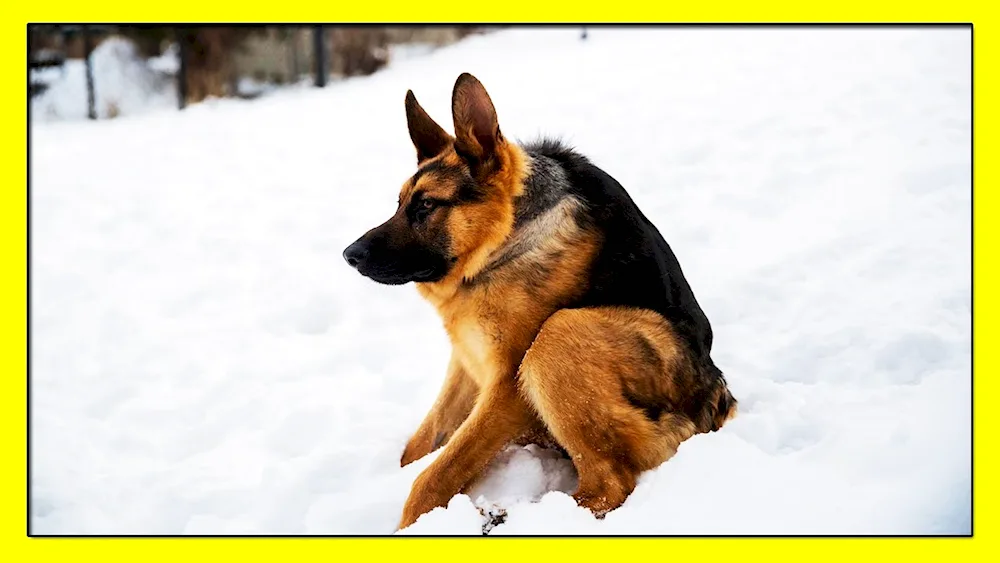 German Shepherd Dog Quasimodo