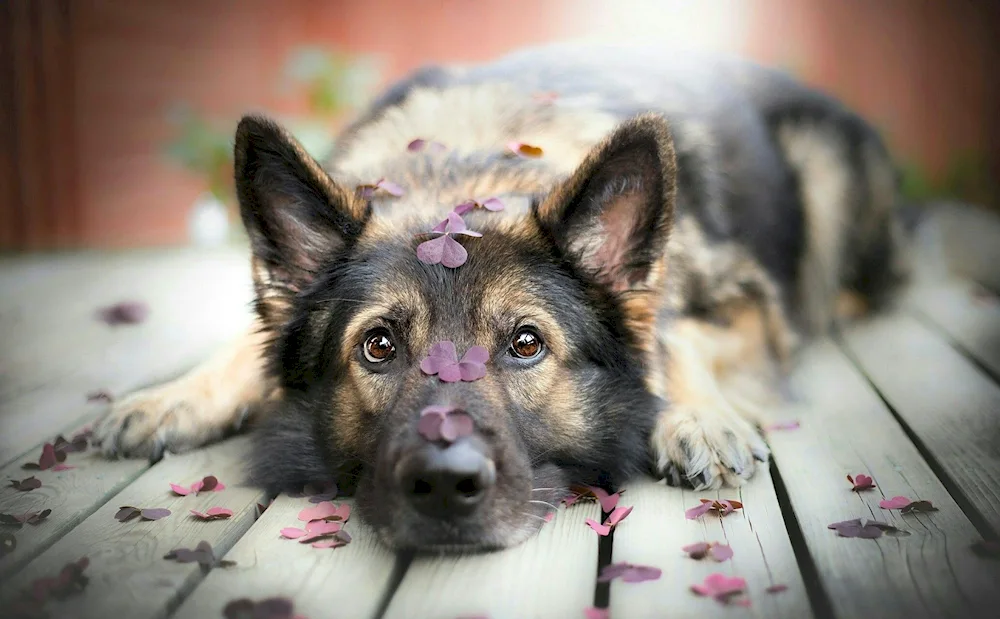 Old English bobtail shepherd dog