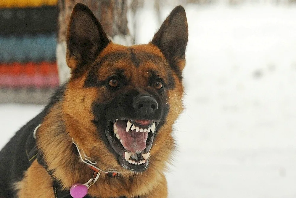 German Shepherd dog Mukhtar