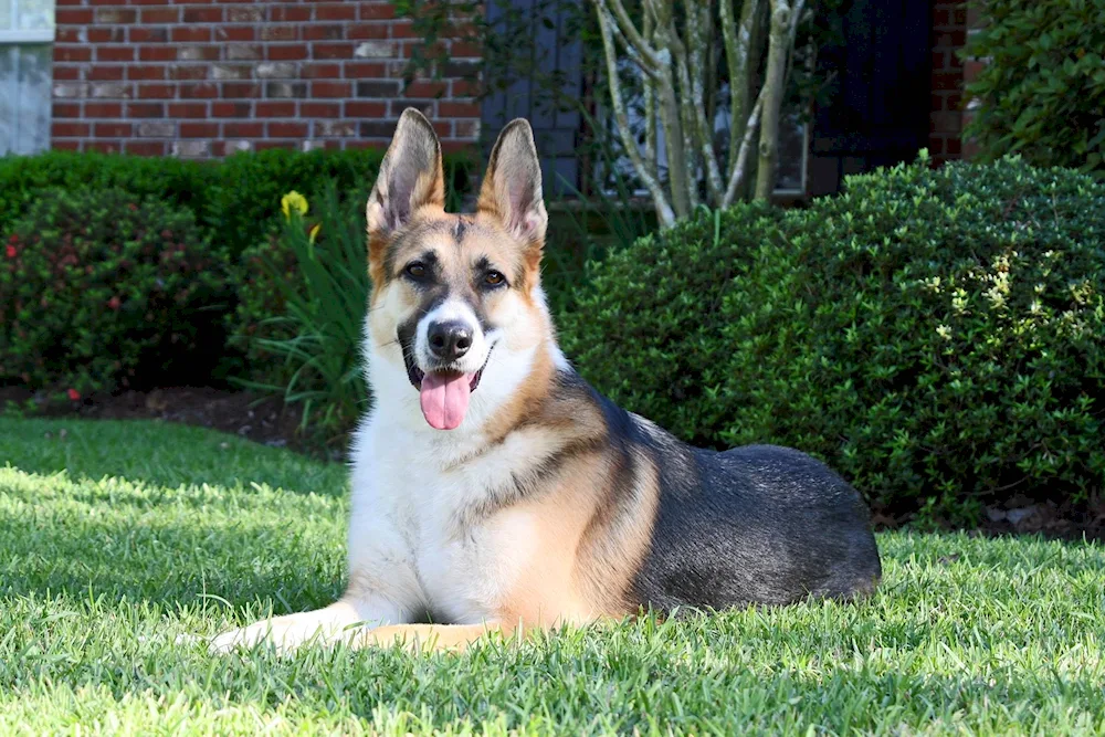 Chefferd German Shepherd Dog