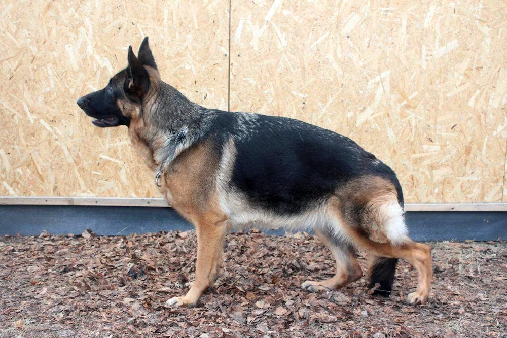 Cheprak German Shepherd Dogs Shepherd