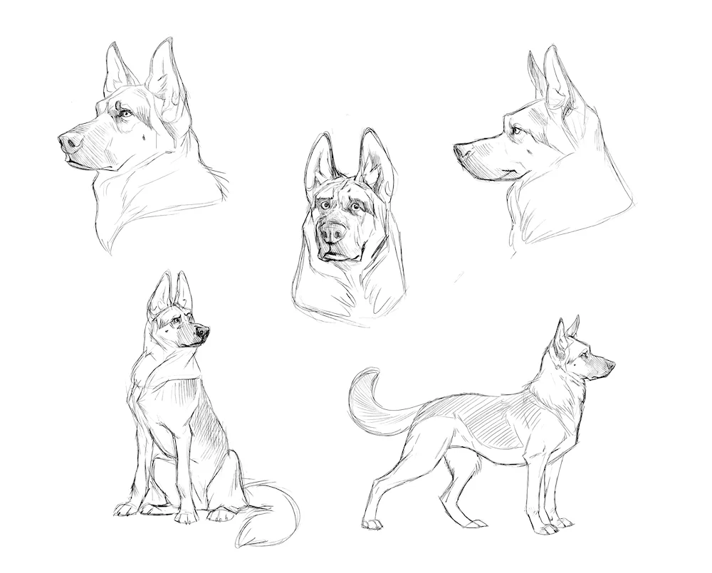 German Shepherd reference