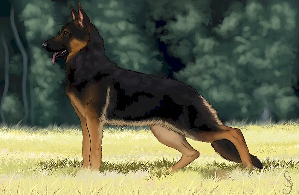 Sheepdog drawing
