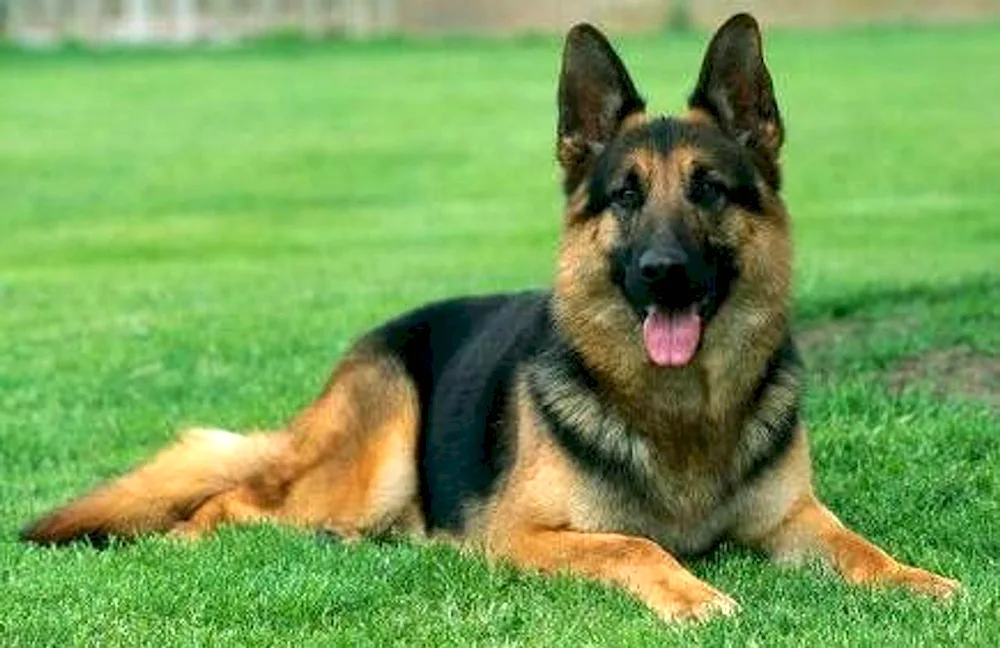Kunming Shepherd