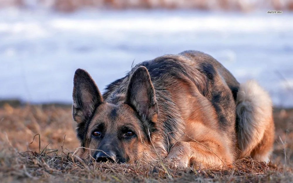 German shepherd and mongrel dog